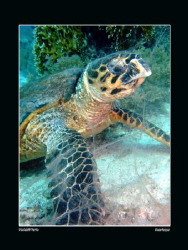 Hawksbill Turtle surrounded by the remains of some soft c... by Sean Cooper 